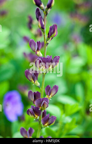 Baptisia ' Twilite Prairie Blues" - Baptisia 'Twilight Prairie Blues" Foto Stock