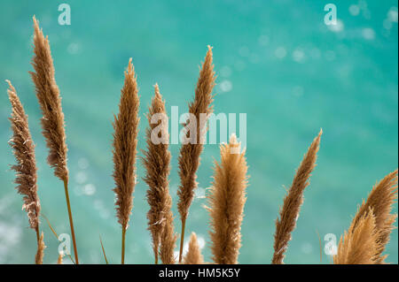 Pampa Erba di fronte al turchese scintillante oceano pacifico di Big Sur, California Foto Stock