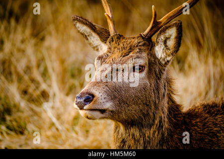 Un giovane cervo rosso cervo a Glen Etive, Highlands della Scozia in inverno Foto Stock