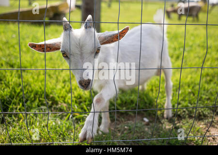 Ritratto di bianco capretto dal recinto sul campo erboso Foto Stock