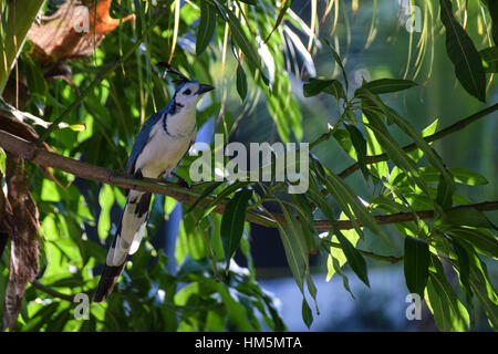 White throated magpie jay appollaiato su un ramo di albero, Costa Rica Foto Stock