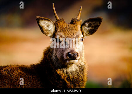 Un giovane cervo rosso cervo a Glen Etive foresta, Highlands della Scozia in inverno Foto Stock