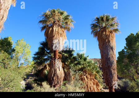 Palm e vari alberi su perso oasi di palme Trail, pioppi neri americani a molla, Joshua Tree National Park, ventinove Palms, California Foto Stock