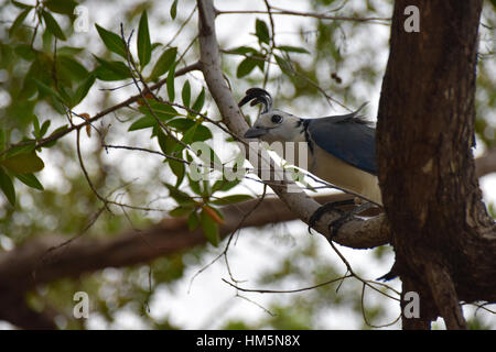 White throated magpie jay appollaiato su un ramo di albero, Costa Rica Foto Stock