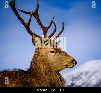 Red Deer in Glen Etive, Highlands della Scozia in inverno