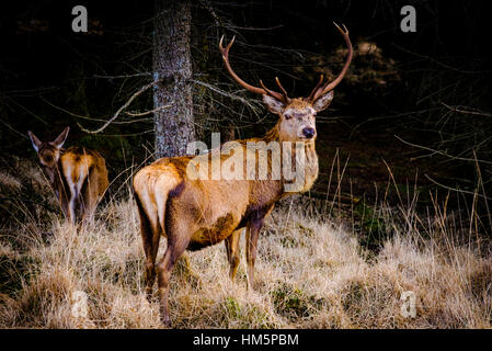 Red Deer Cervo a Glen Etive foresta, Highlands della Scozia in inverno Foto Stock
