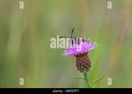 Sei in loco giorno Burnett Moth su Thistle Foto Stock