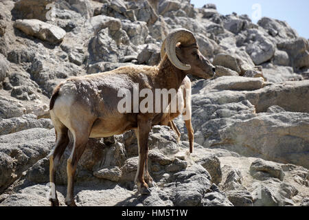 Bighorn su una battuta di montagna Foto Stock