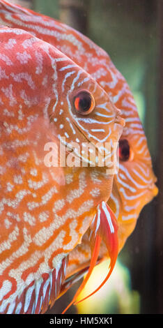 Royal Curipeua Discus pesci tropicali. Una giovane femmina adulta con giovani maschi adulti in background. Foto Stock