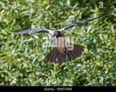 Cornacchia mantellata in volo con la vegetazione in background Foto Stock