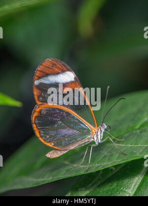 Glasswing butterfly: Greta morgane oto. Campione di razza. Foto Stock