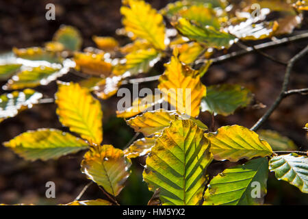 Soleggiato faggio foglie. Foto Stock