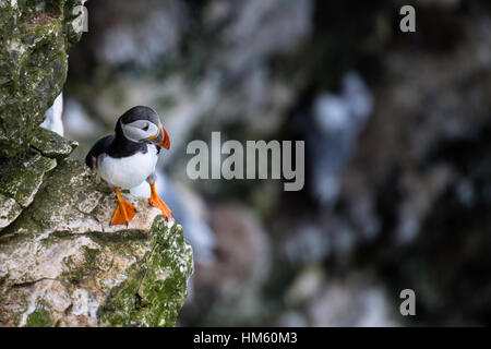 Atlantic puffini, Fratercula arctica, sulle rocce a RSPB Bempton Cliffs, tra di Scarborough e Whitby, North Yorkshire, Mare del Nord Foto Stock