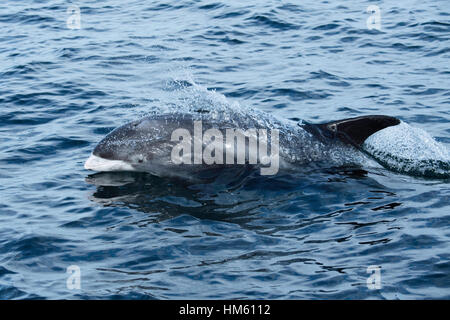 Dal becco bianco dolphin, Lagenorhynchus albirostris, affiorante vicino a farne le isole, nei pressi di Newcastle, Mare del Nord, Inghilterra Foto Stock