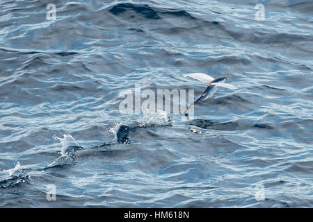 Flying Fish specie di decollo, nome scientifico sconosciuto, diverse centinaia di miglia al largo delle coste della Mauritania, Africa, Oceano Atlantico Foto Stock