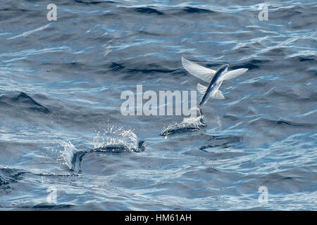 Flying Fish specie di decollo, nome scientifico sconosciuto, diverse centinaia di miglia al largo delle coste della Mauritania, Africa, Oceano Atlantico Foto Stock