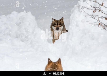 Lupo grigio / grigio lupo (Canis lupus) guardando attraverso lo spazio nella neve profonda al pack stati durante la caduta di neve in inverno Foto Stock