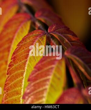 Una fila di Rhus typhina Staghorn foglie cambia da verde a rosso Foto Stock