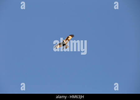 Red kites in azione a Harewood House, Leeds. Foto Stock