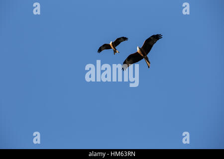 2 Red kites in azione a Harewood House, Leeds. Foto Stock