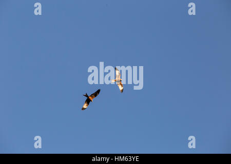 2 Red kites in azione a Harewood House, Leeds. Foto Stock