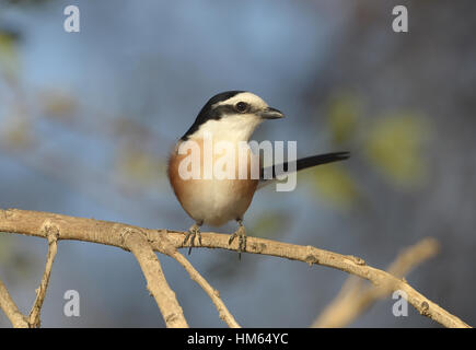 Masked Shrike - Lanius nubicus Foto Stock