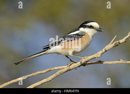 Masked Shrike - Lanius nubicus Foto Stock