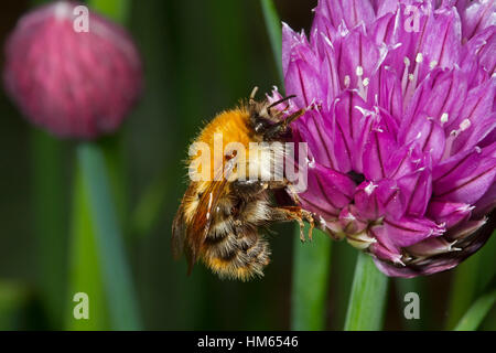 Carda comune Bee - Bombus pascuorum - lavoratore alimentazione su erba cipollina Foto Stock