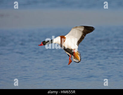 - Shelduck Tadorna tadorna Foto Stock