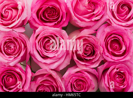 Abbondanza di rose rosa Foto Stock