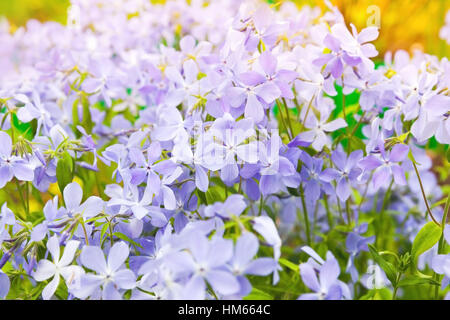 Fiori d'estate sfondo. Phlox divaricata, Blu selvaggio, bosco phlox, o wild dolce william, fioritura delle piante nella famiglia Polemoniaceae nativo Foto Stock