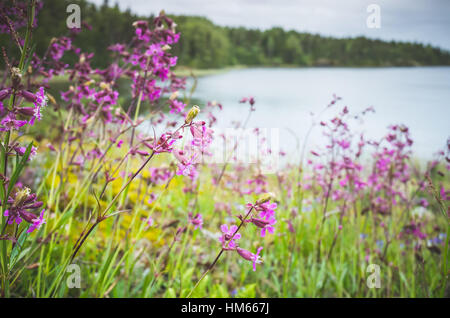 Rosa selvatica fiori che crescono sul lago Ladoga costa, estate sfondo naturale foto, Russia Foto Stock