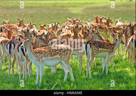 Allevamento di daini in Richmond Park , Inghilterra Foto Stock