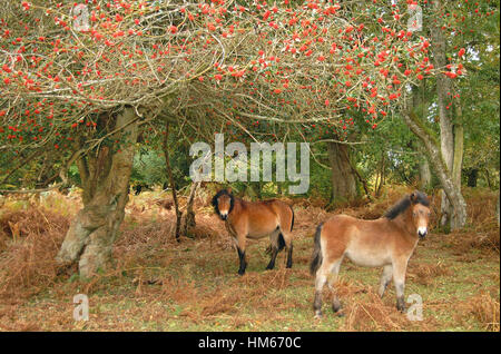 New Forest pony sotto una coperta di berry tree, Hampshire, Inghilterra Foto Stock