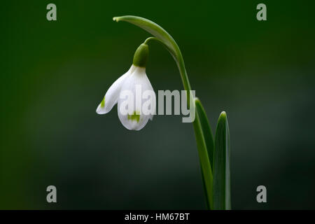Galanthus David Baker contrassegni verdi snowdrop fiori bianchi bulbi da fiore snowdrops Spring fioritura collezionisti rare floreale RM Foto Stock