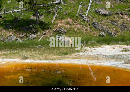 Koyot in Upper Geyser Basin, il Parco Nazionale di Yellowstone, Wyoming USA Foto Stock