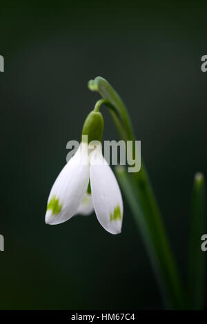 Galanthus David Baker contrassegni verdi snowdrop fiori bianchi bulbi da fiore snowdrops Spring fioritura collezionisti rare floreale RM Foto Stock