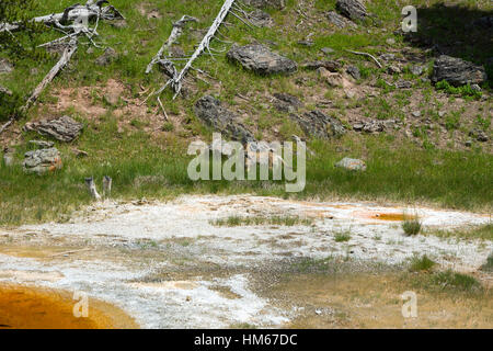 Koyot in Upper Geyser Basin, il Parco Nazionale di Yellowstone, Wyoming USA Foto Stock