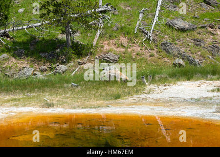 Koyot in Upper Geyser Basin, il Parco Nazionale di Yellowstone, Wyoming USA Foto Stock