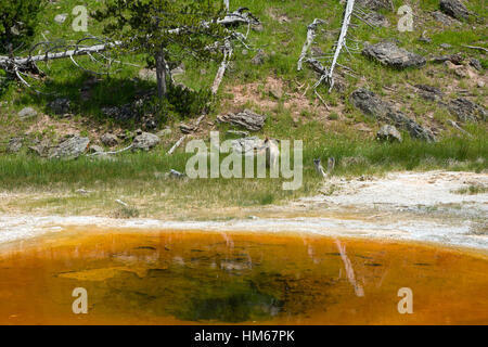 Koyot in Upper Geyser Basin, il Parco Nazionale di Yellowstone, Wyoming USA Foto Stock