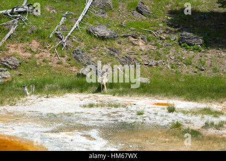 Koyot in Upper Geyser Basin, il Parco Nazionale di Yellowstone, Wyoming USA Foto Stock