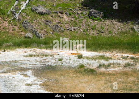 Koyot in Upper Geyser Basin, il Parco Nazionale di Yellowstone, Wyoming USA Foto Stock