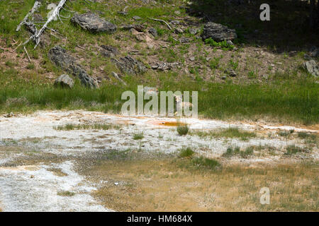 Koyot in Upper Geyser Basin, il Parco Nazionale di Yellowstone, Wyoming USA Foto Stock