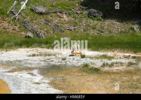 Koyot in Upper Geyser Basin, il Parco Nazionale di Yellowstone, Wyoming USA Foto Stock