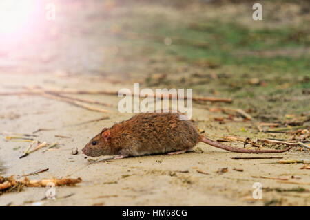 Ratto grigio sul lago di rifiuti con hotspot soleggiato Foto Stock