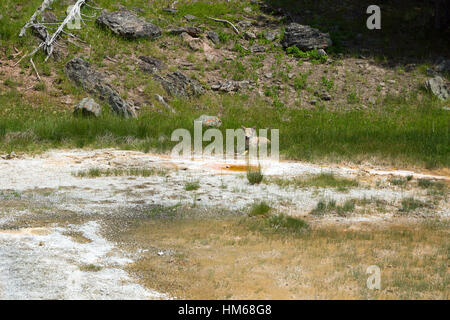 Koyot in Upper Geyser Basin, il Parco Nazionale di Yellowstone, Wyoming USA Foto Stock