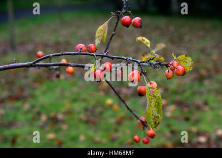 Malus evereste granchio rosso di granchi di mele frutta mela acerba associare invernali rimangono soggiorno su albero alberi floreali RM Foto Stock