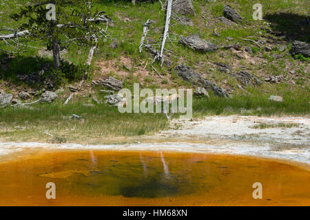 Koyot in Upper Geyser Basin, il Parco Nazionale di Yellowstone, Wyoming USA Foto Stock