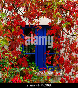 Rosso scarlatto Parthenocissus quinquefolia virginia superriduttore fogliame di foglie di autunno cadono nella finestra blu vista piacevole combinazione Foto Stock