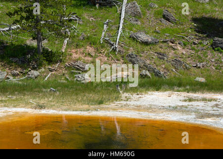 Koyot in Upper Geyser Basin, il Parco Nazionale di Yellowstone, Wyoming USA Foto Stock